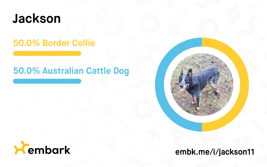 Jax's Embark Breed Results