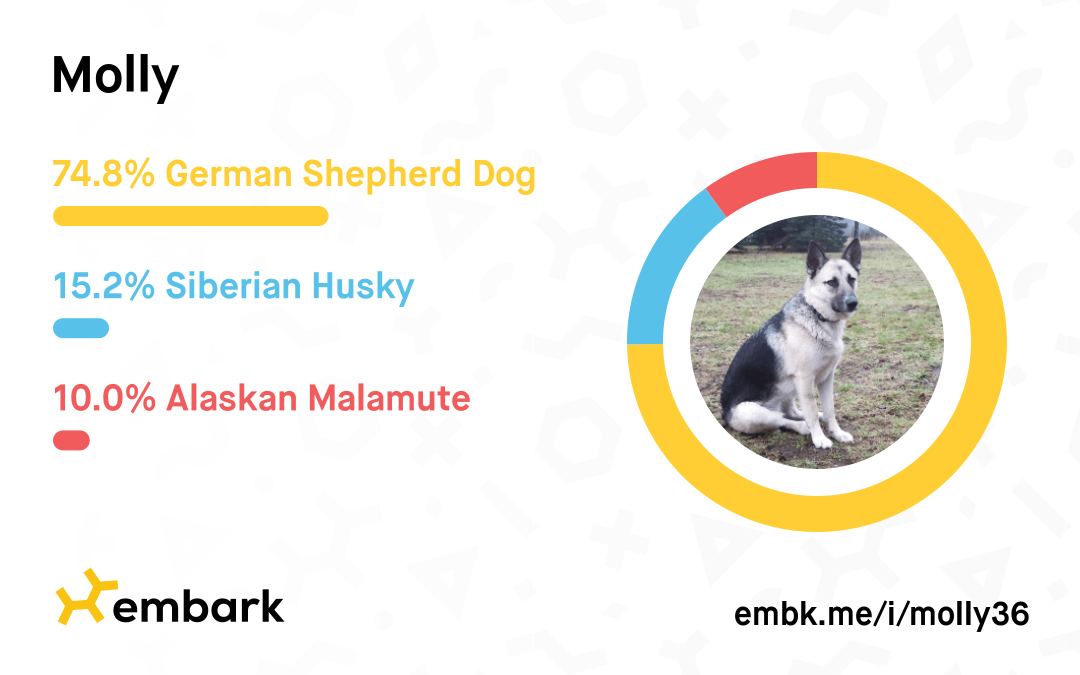 Molly's Embark Breed Results